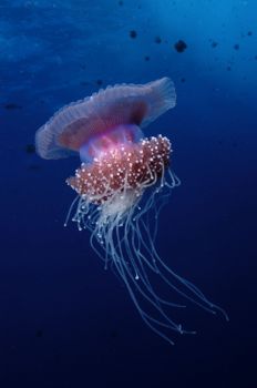 Jellyfish, Elphinstone, Egypt.  Nikon D100 & 20mm lens by David Stephens 